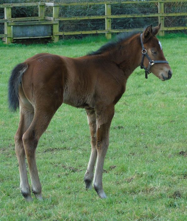 2024 filly by Palace Pier